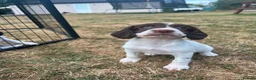 English Springer Spaniel dogs for sale: Gorgeous KC reg,licensed breeder,hereditary clear - Advert 2