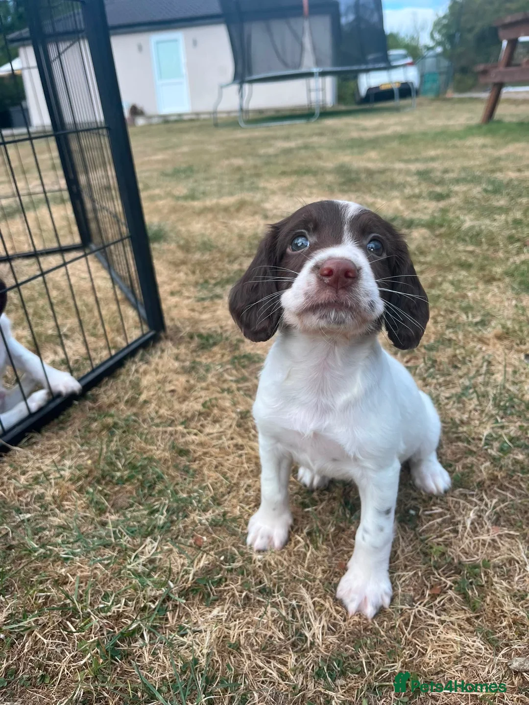 English Springer Spaniel dogs for sale: Gorgeous KC reg,licensed breeder,hereditary clear - Advert 2