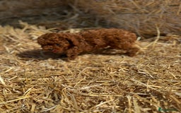 Toy Poodle dogs for sale: Toy Poodle Puppy – Red Apricot Girl - Image 11