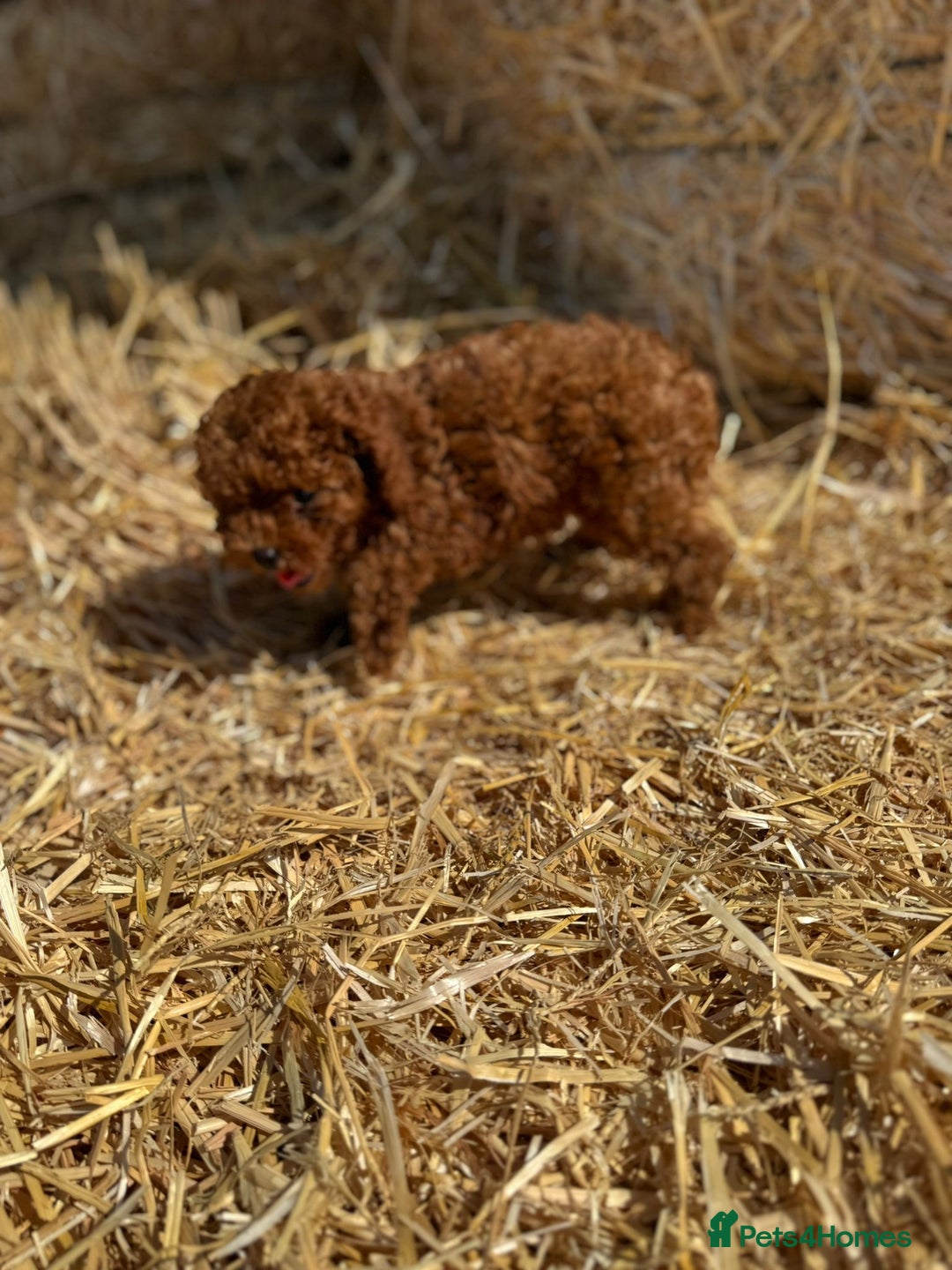 Toy Poodle dogs for sale: Toy Poodle Puppy – Red Apricot Girl - Image 11