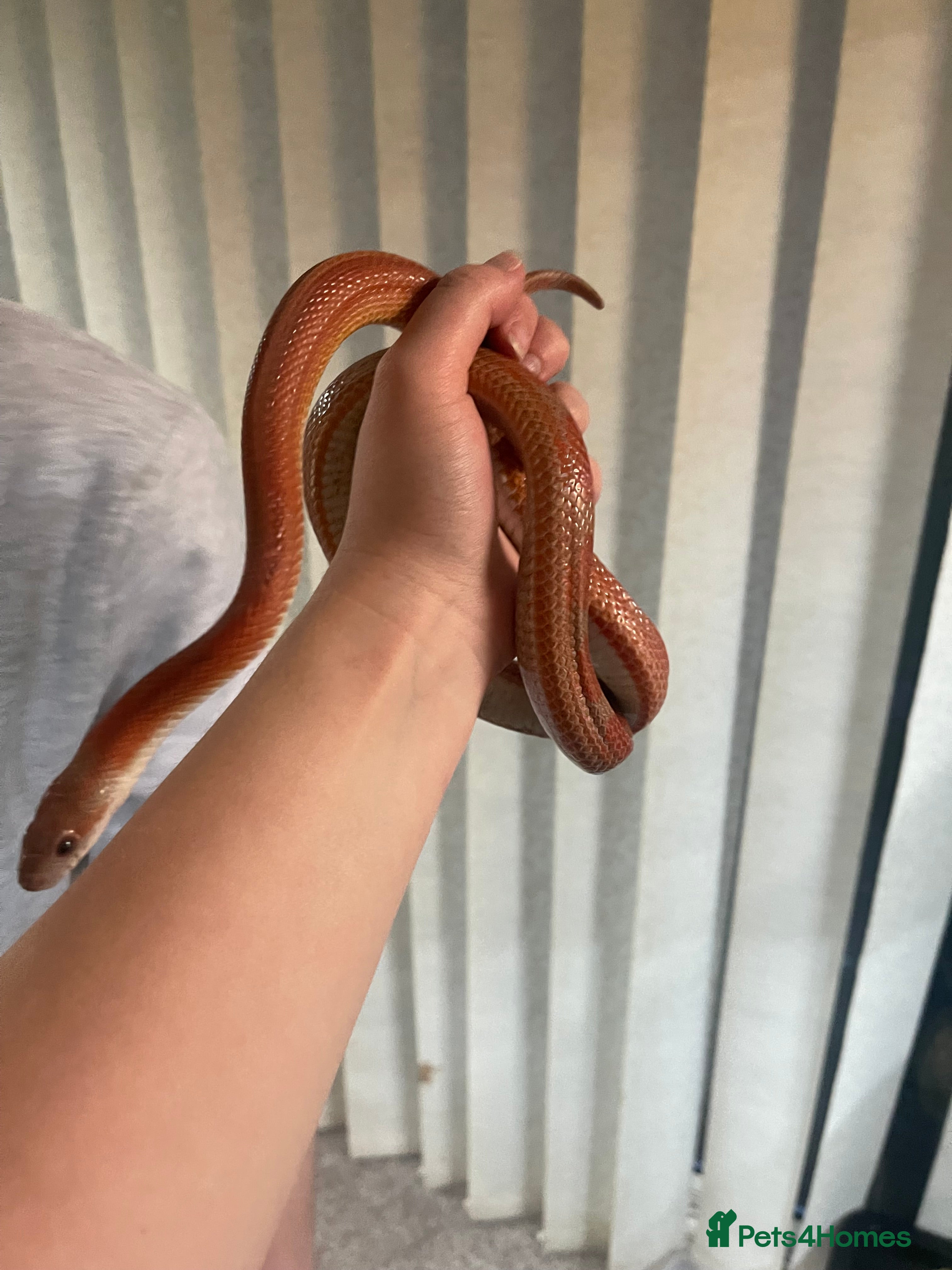 Corn Snake reptiles 2 year old cornsnake for rehome  - Advert 1