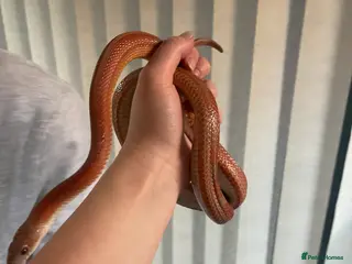 Corn Snake reptiles 2 year old cornsnake for rehome - Advert 2