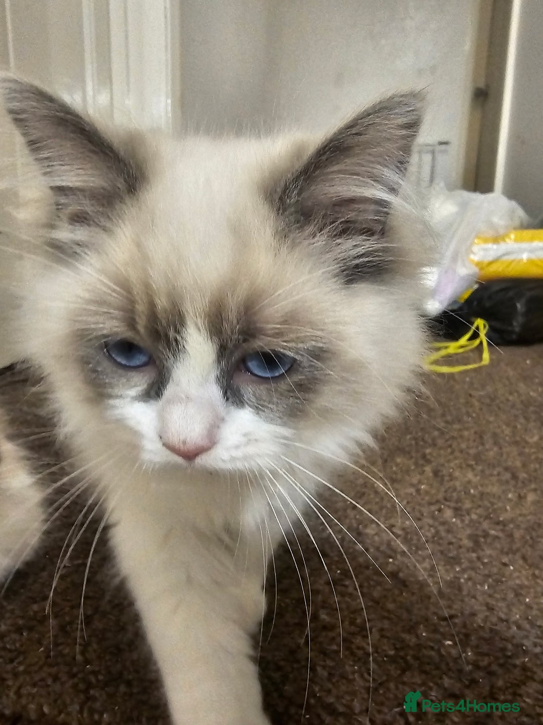 Ragdoll cats for sale: Ready now, 1 male and 3 female ragdoll kittens - Image 5