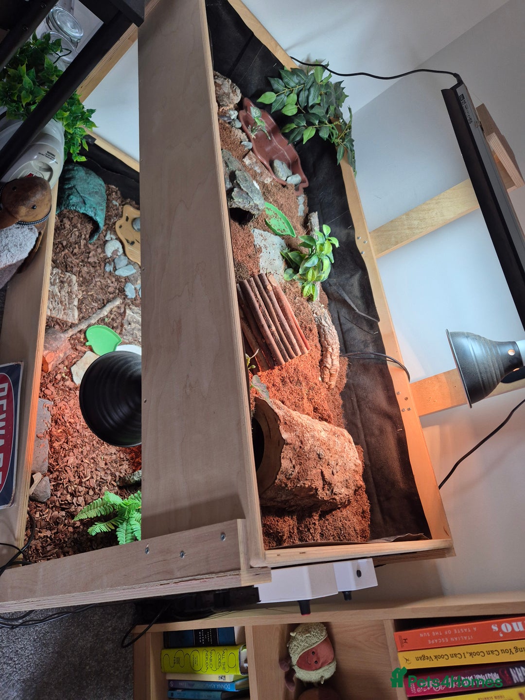 Tortoise reptiles for sale: 2x horsfields and full setup to go to right home - Image 3