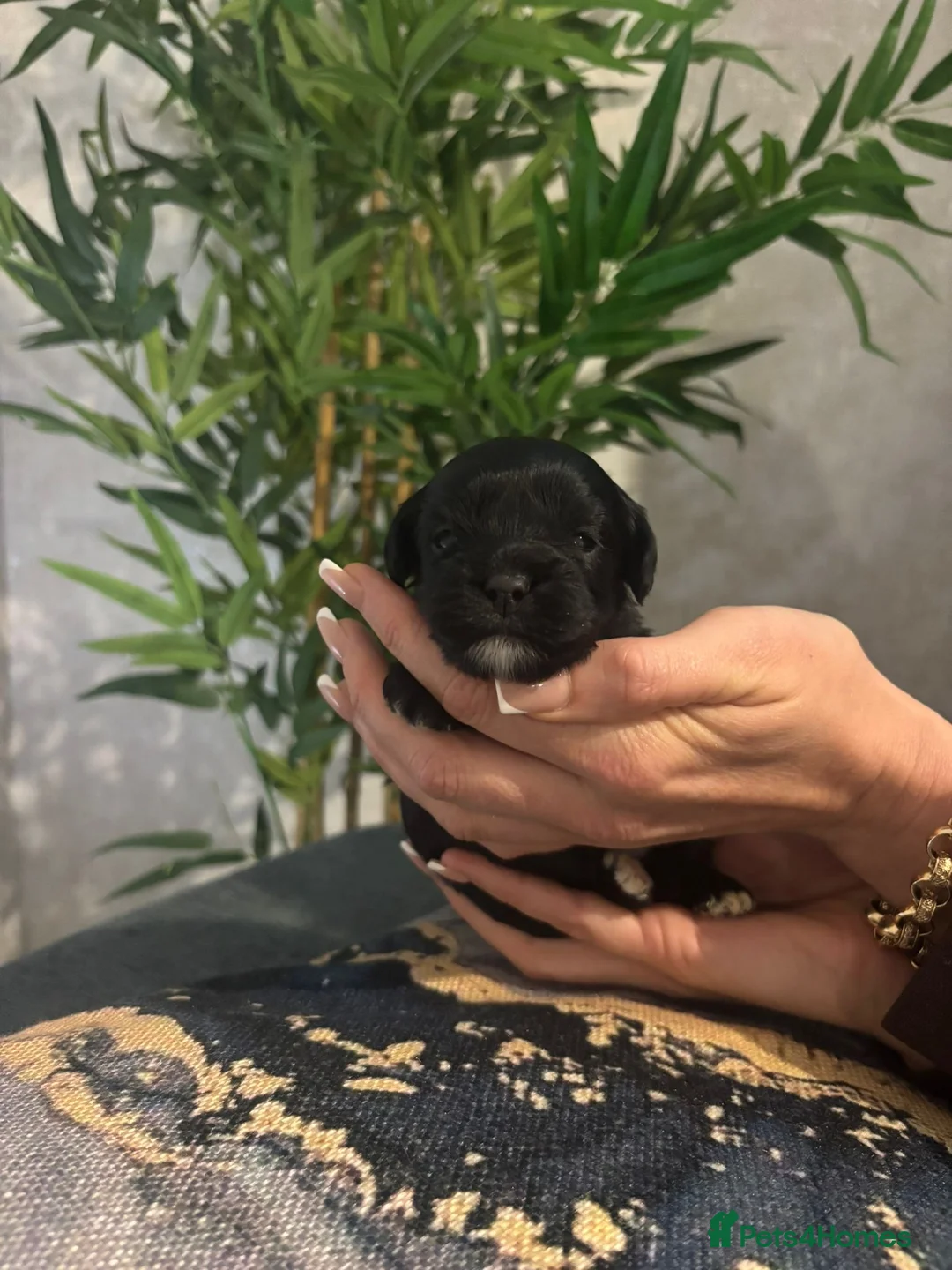 Shihpoo dogs for sale: Shih tzu X miniature poodle puppies - Advert 3