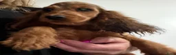 Cocker Spaniel dogs for sale: Show type cocker spanielss - Advert 15