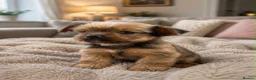 Mixed Breed dogs for sale: Norfolk terrier pups in Dorchester - Advert 4