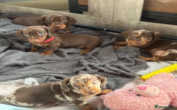 Miniature Dachshund dogs for sale: Miniature Dachshund puppies 7 weeks old  - Image 12