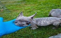 French Bulldog dogs for sale: Adorable French Bulldog Puppies For Sale - Image 9