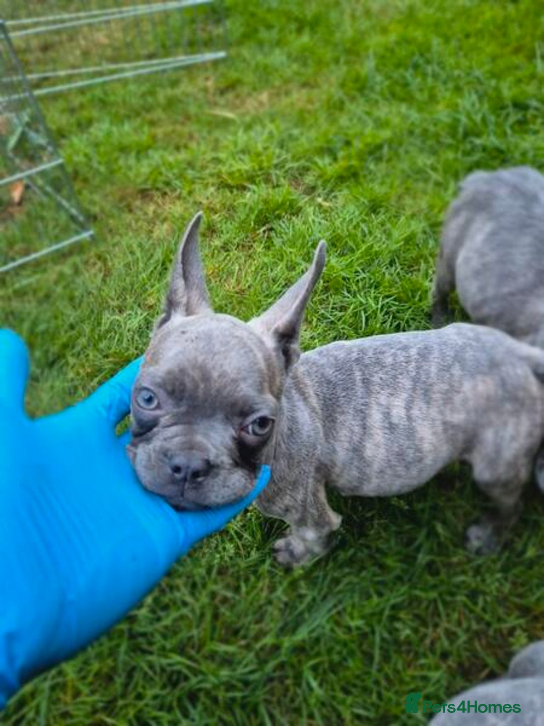 French Bulldog dogs for sale: Adorable French Bulldog Puppies For Sale - Image 9