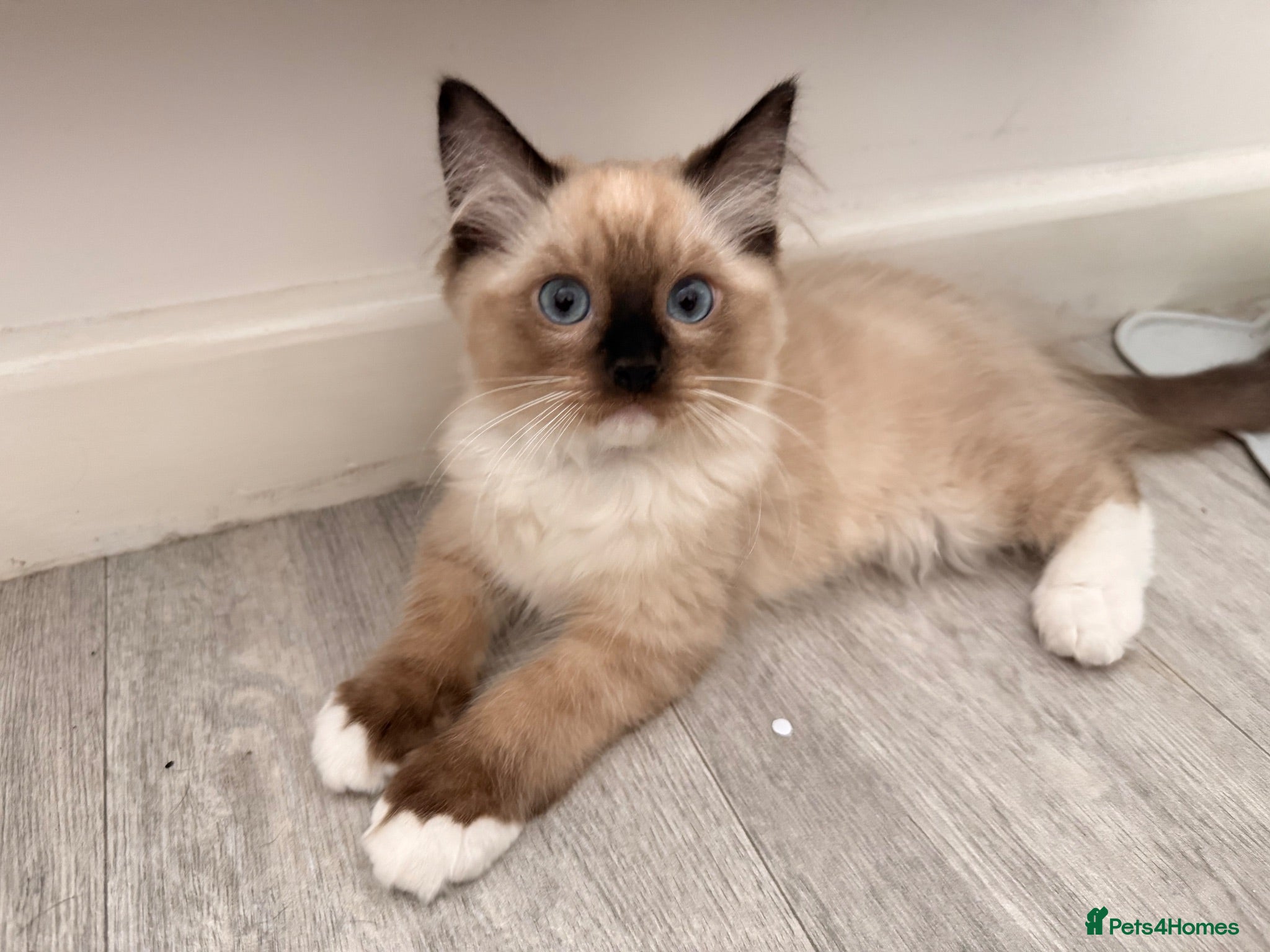 Ragdoll cats Stunning Purebred Ragdoll Kittens - Advert 4
