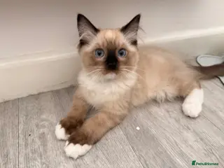 Ragdoll cats Stunning Purebred Ragdoll Kittens - Advert 4