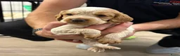 Cocker Spaniel dogs for sale: 🐾❤️ BEAUTIFUL WORKING COCKER SPANIEL PUPPIES ❤️🐾 - Advert 27