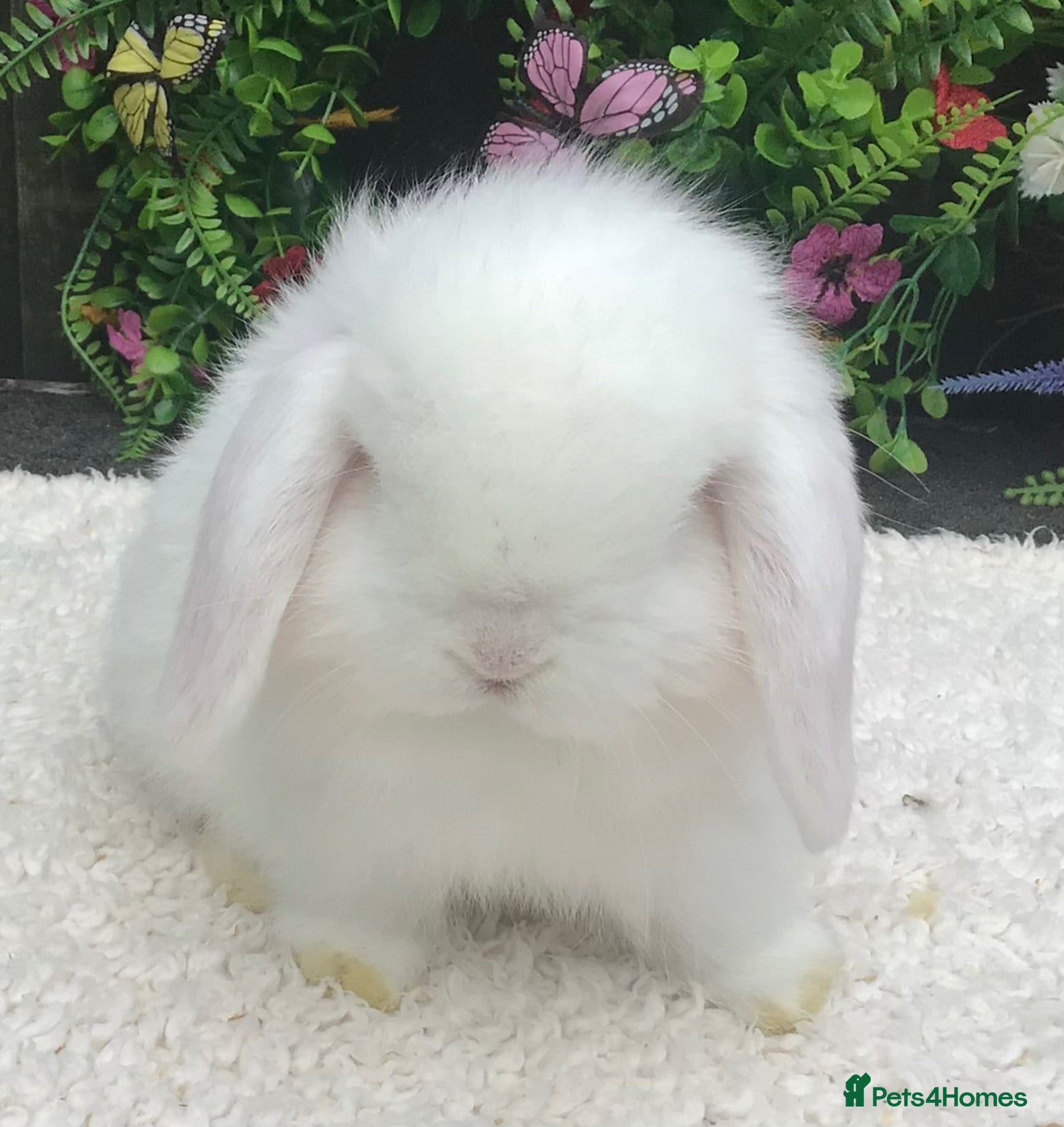 Mini Lop rabbits Mini lop doe - Advert 1