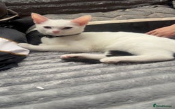 Mixed Breed cats for sale: Kittens  - Advert 8