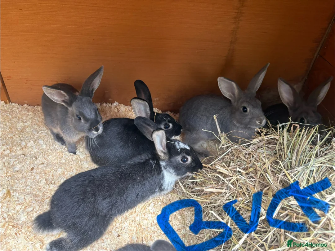 Mixed Breed rabbits for sale: gorgeous baby bunnies  - Advert 2