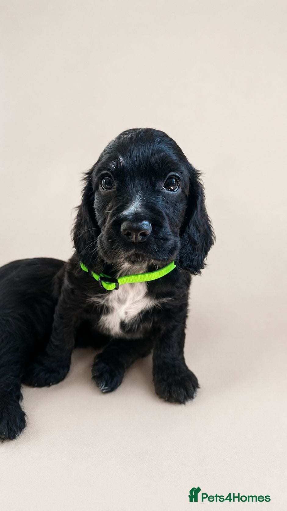 Cocker Spaniel dogs Ready now: Litter of Show Type Cocker Spaniels  - Advert 1