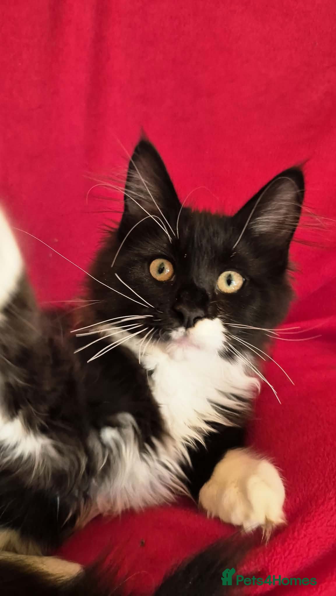 Maine Coon cats Ready Now,  BIG Maine Coon Boys - Advert 1