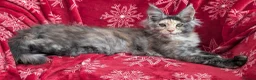 Maine Coon cats for sale: Pedigree Maine coons kittens Tica registered - Advert 11
