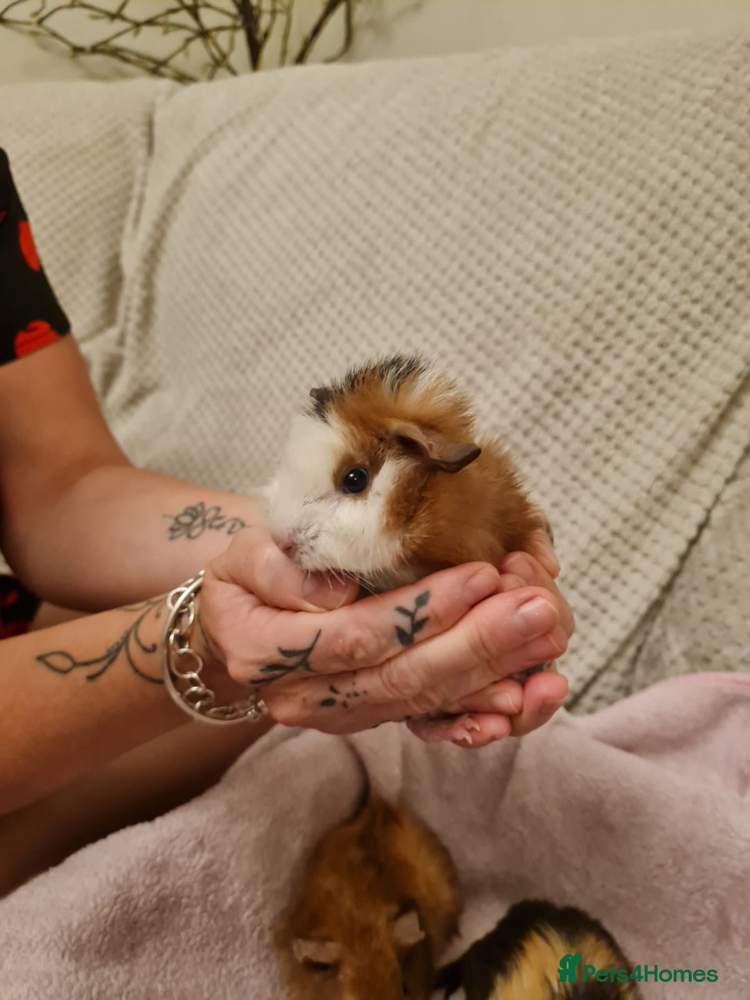 Guinea Pig rodents for sale: Beautiful Baby boy guinea pigs  - Image 6