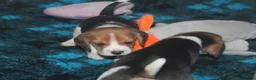 Beagle dogs for sale: KENNEL CLUB REG BEAGLE GIRL PUPPIES - Advert 3