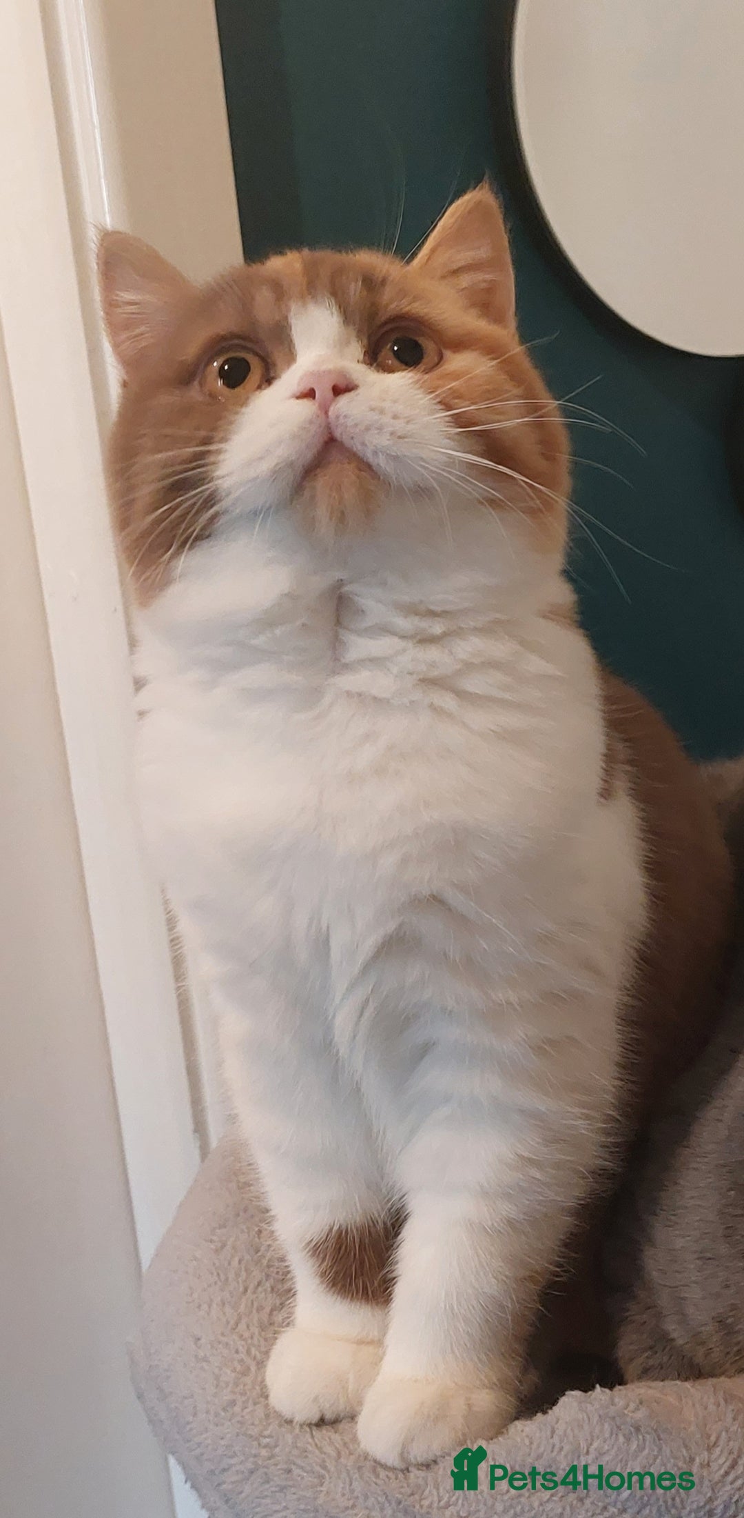 Gallery Image {{count}}