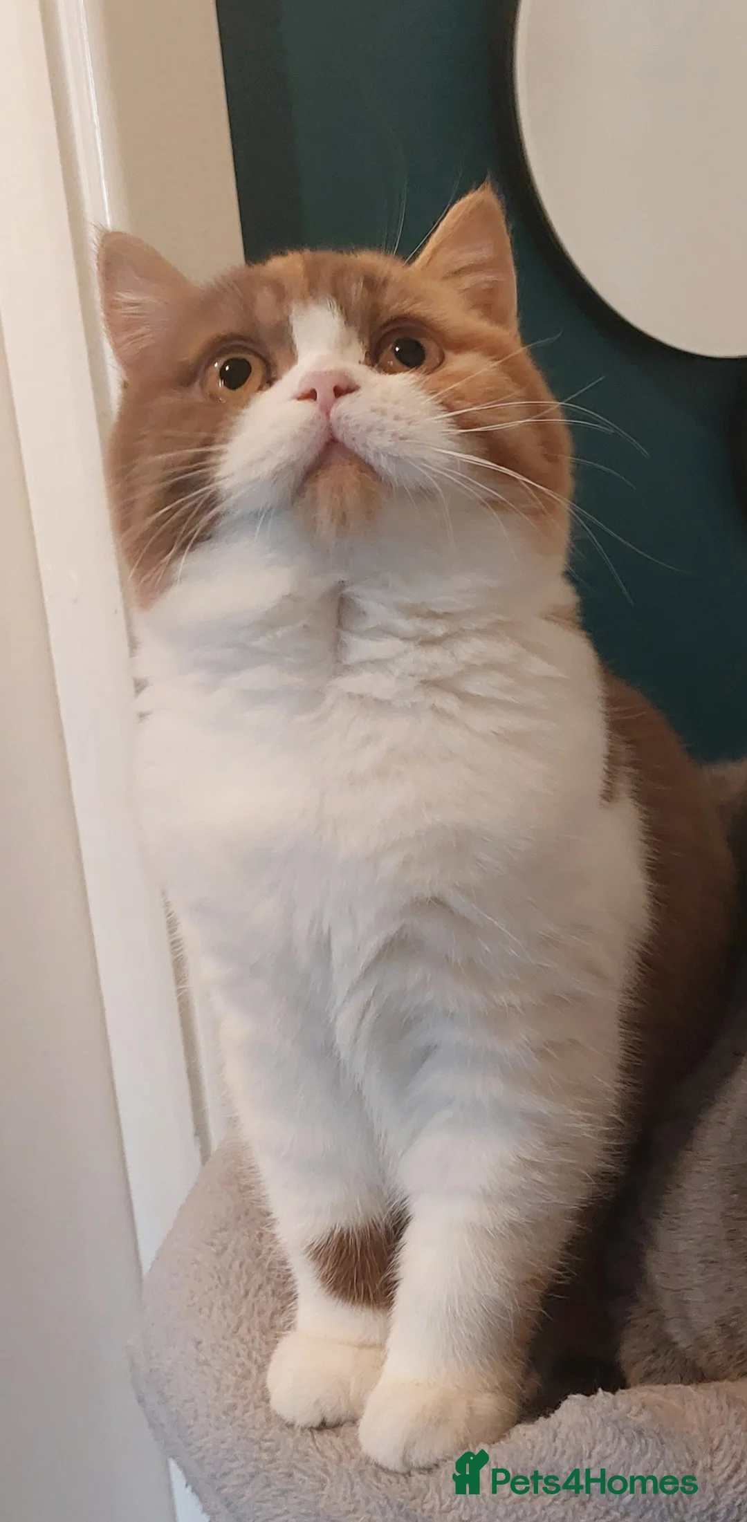 Gallery Image {{count}}