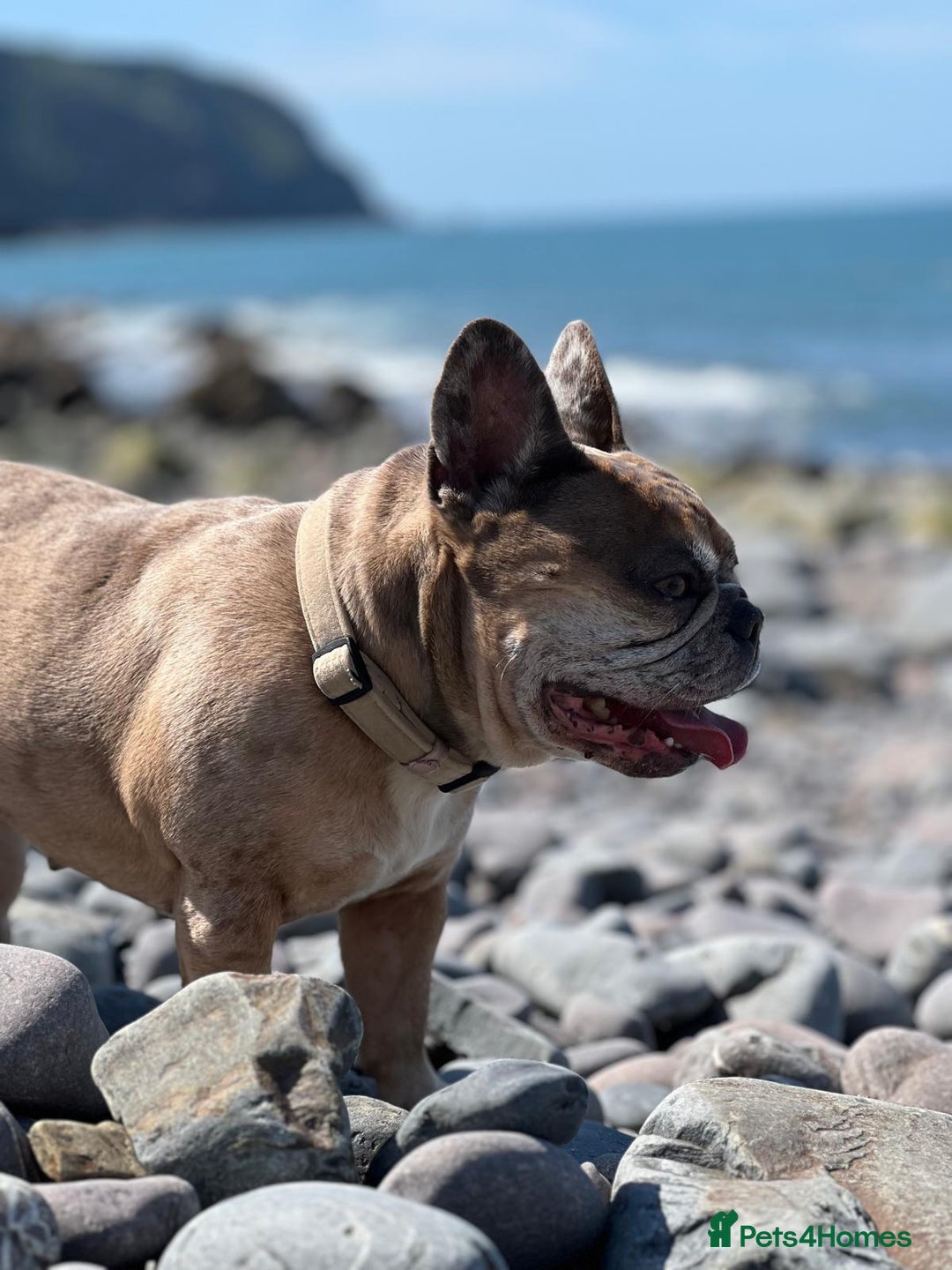 French Bulldog dogs for sale: x1 GIRL LEFT! RARE PURE BLUE MERLE TAN PUPPIES  - Advert 15