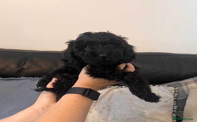 Cockapoo dogs - Advert 14