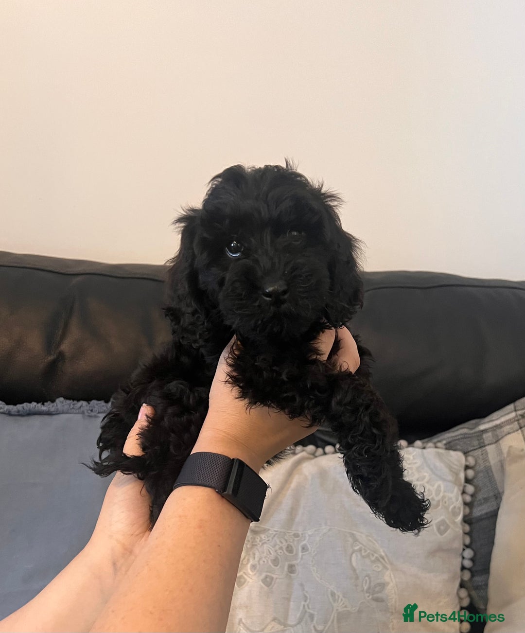 Cockapoo dogs for sale: Stunning Cockapoo puppy 🐶🤍 - Image 1