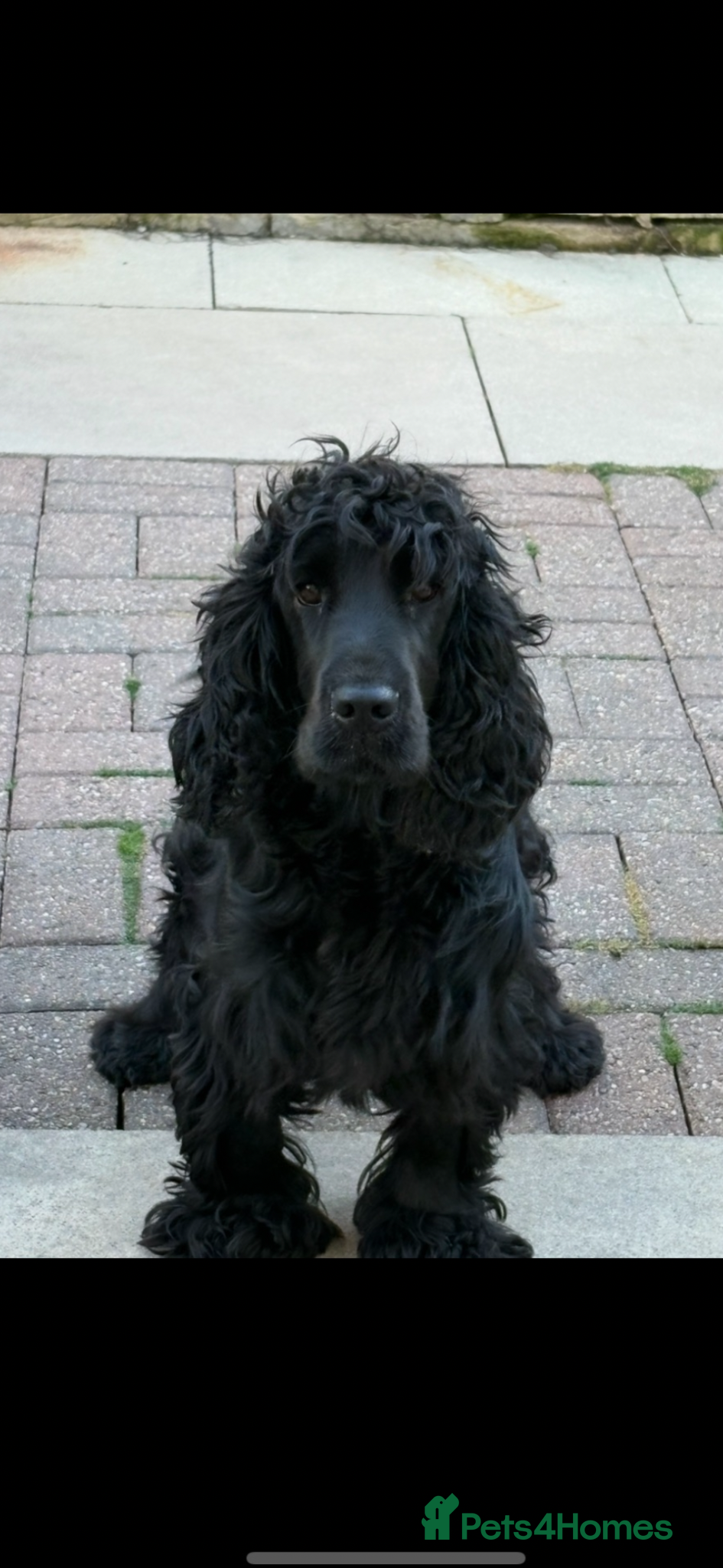 Cocker Spaniel dogs Show cocker spaniels - Advert 6