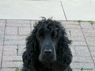 Cocker Spaniel dogs Show cocker spaniels - Advert 6