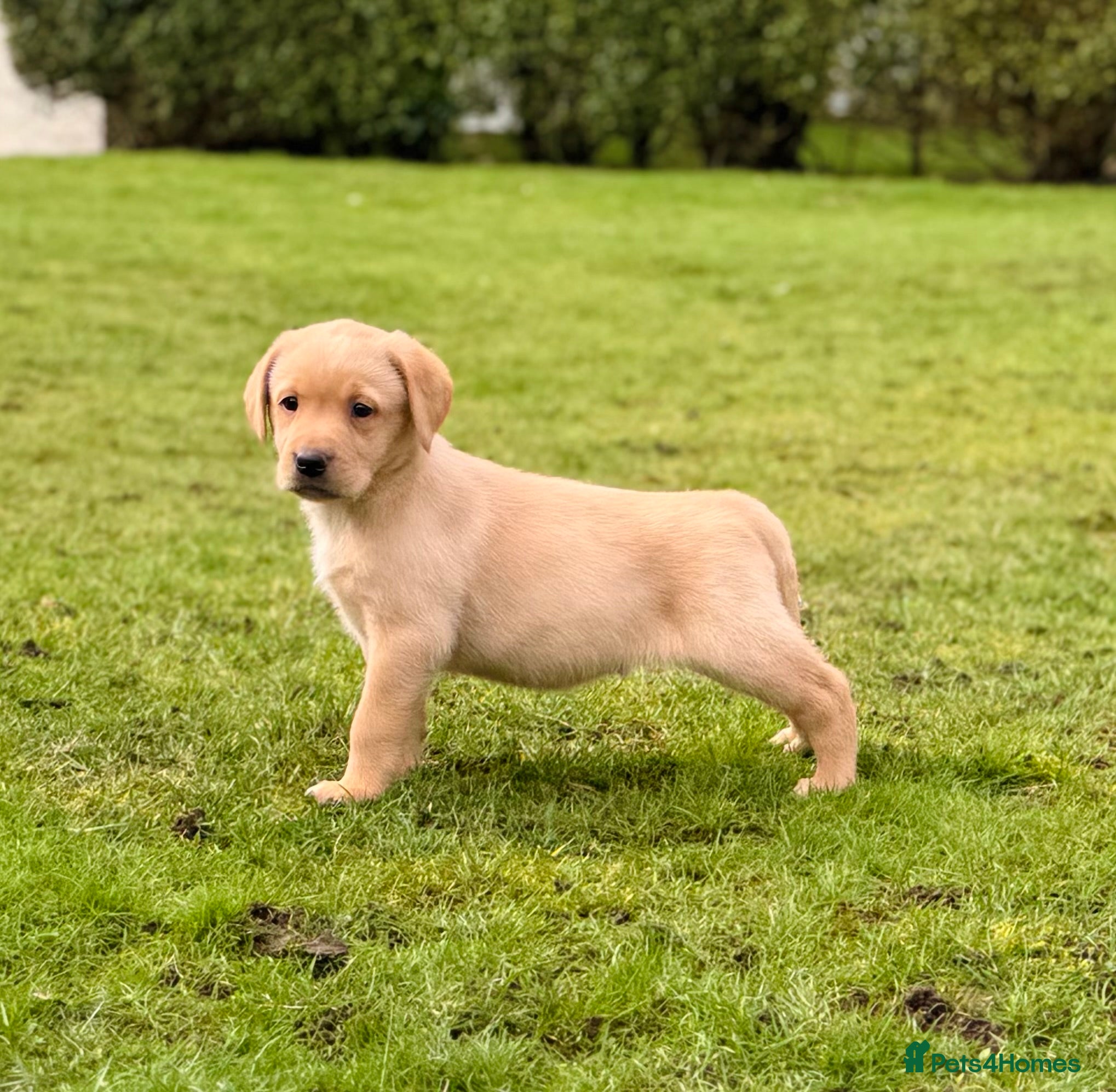 Labrador Retriever dogs Working Labrador Puppies - Advert 18
