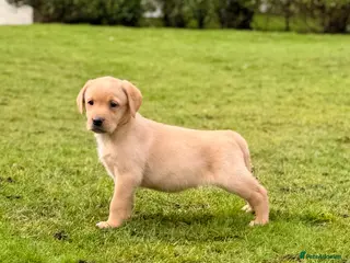 Labrador Retriever dogs Working Labrador Puppies - Advert 18