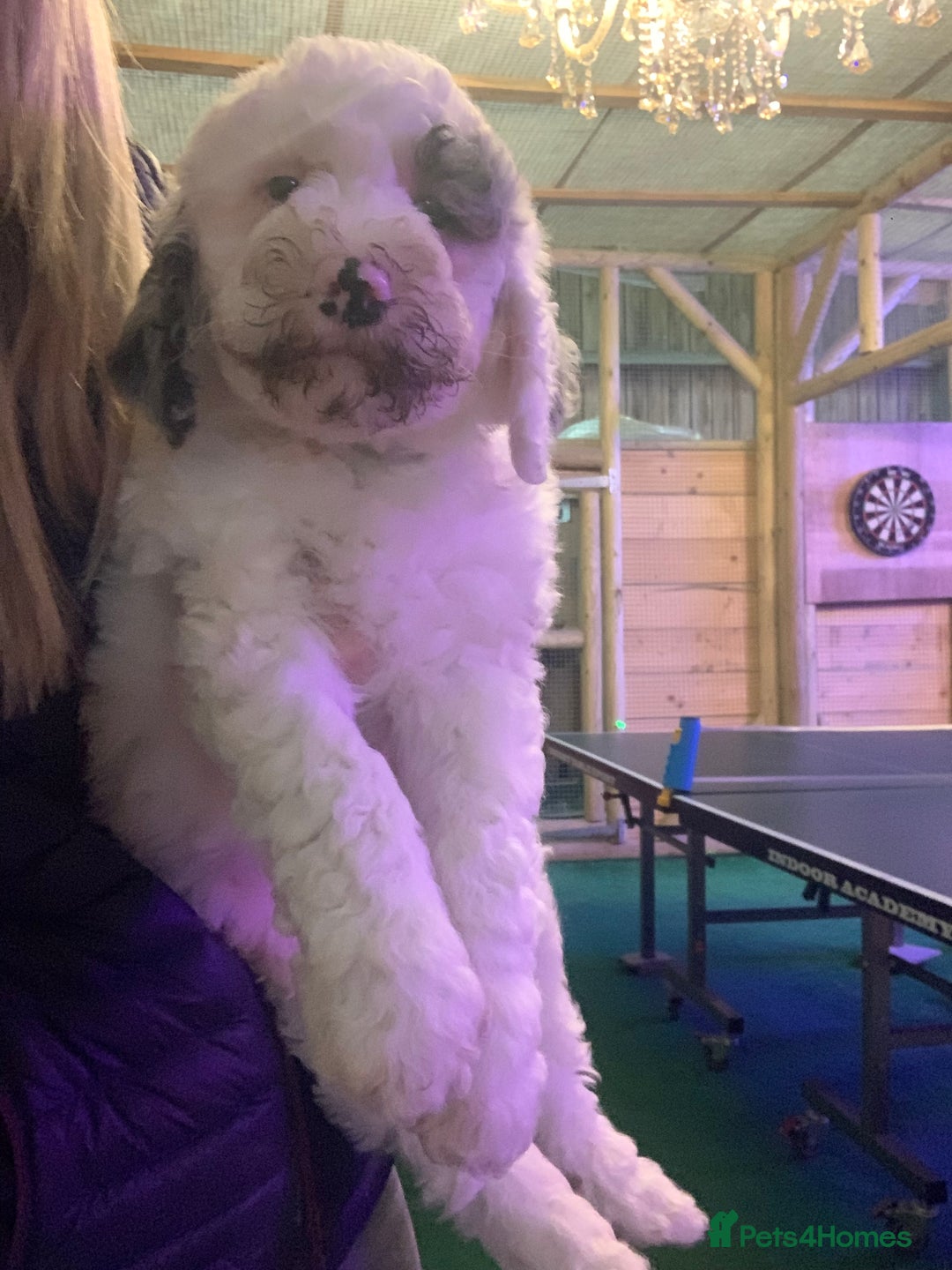 Sheepadoodle dogs for sale: Standard Sheepadoodle READY NOW - Advert 11