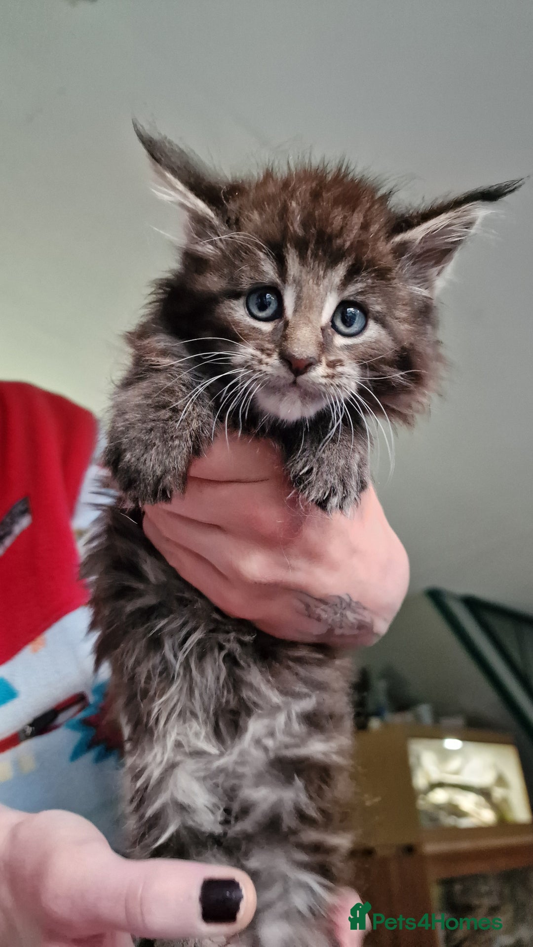 Maine Coon cats for sale: Beautiful Mainecoon kittens  - Advert 1