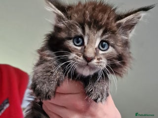 Maine Coon cats Beautiful Mainecoon kittens - Advert 2