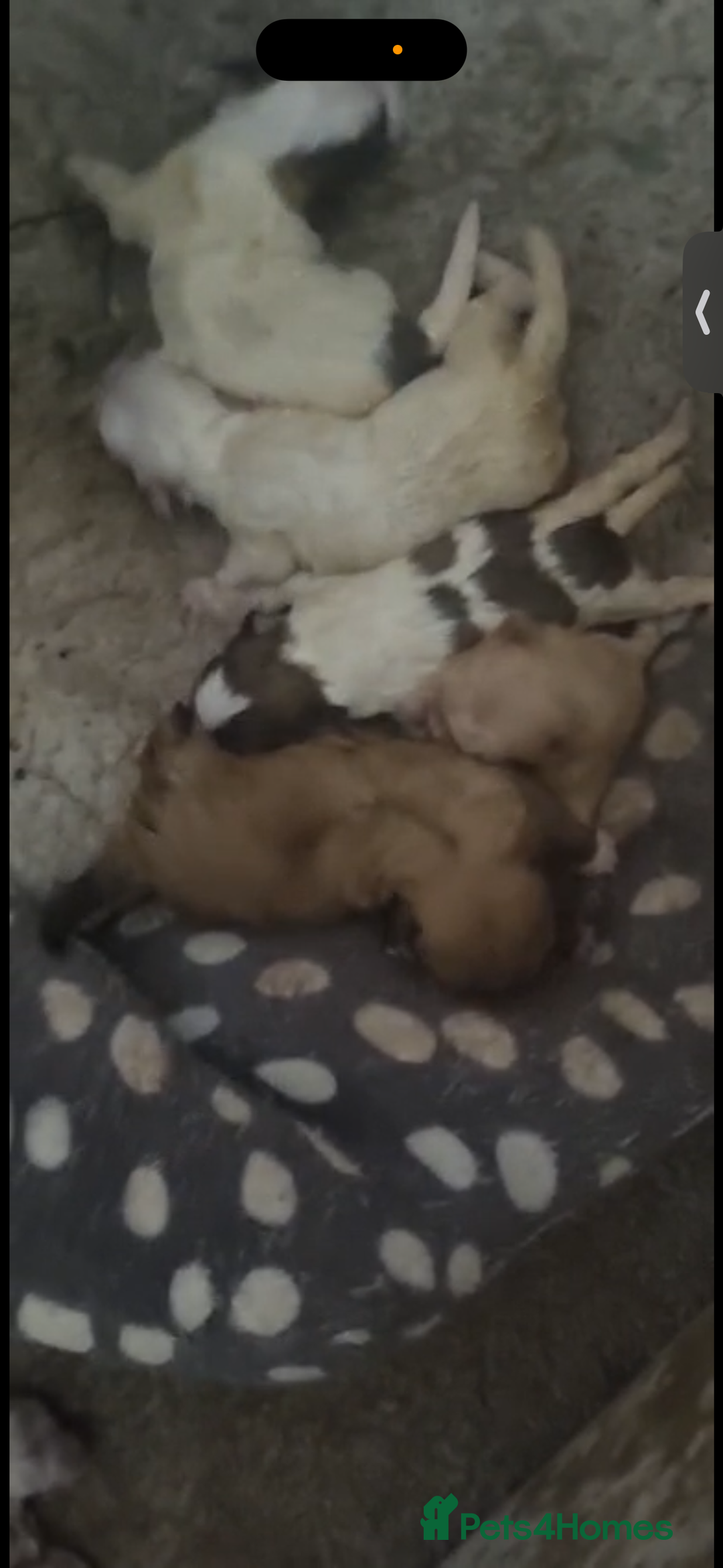Mixed Breed dogs for sale: Pom x shih tzu pups  - Image 5