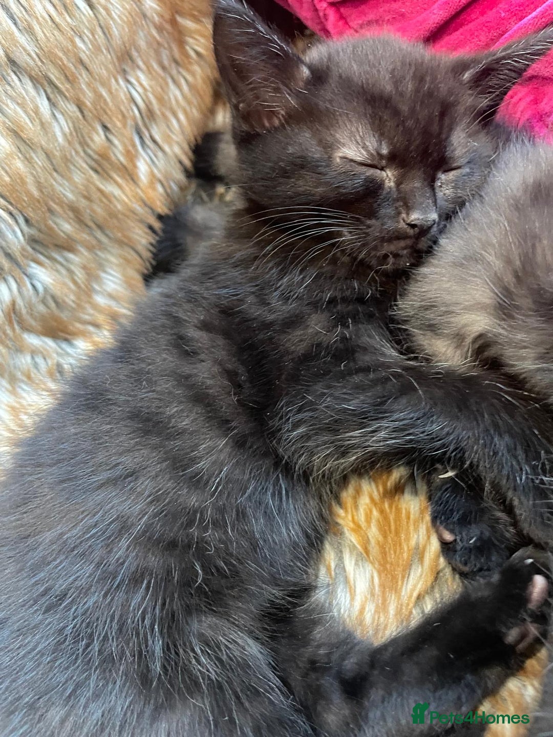 Mixed Breed cats for sale: 4 kittens available 31st Aug - Image 2