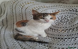 British Shorthair cats for sale: domestic kittens to sale - Image 2