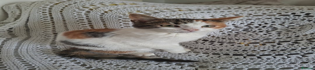 Domestic Shorthair Kitten 1