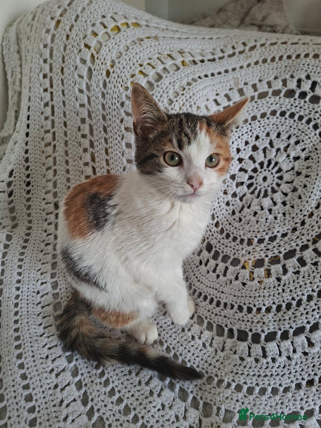 British Shorthair cats for sale: domestic kittens to sale - Image 2