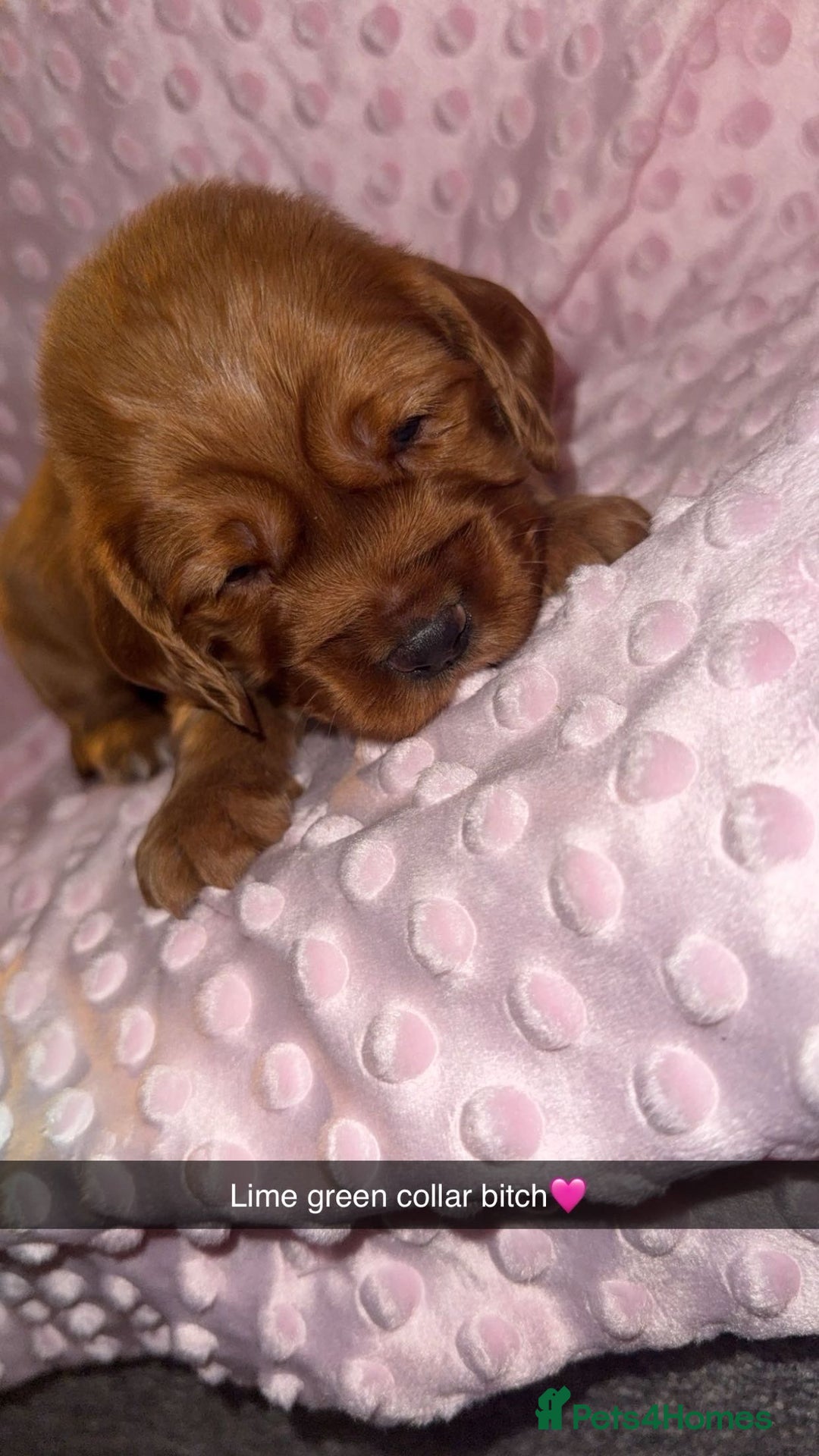 Cocker Spaniel dogs for sale: Red cocker spaniel  - Image 4