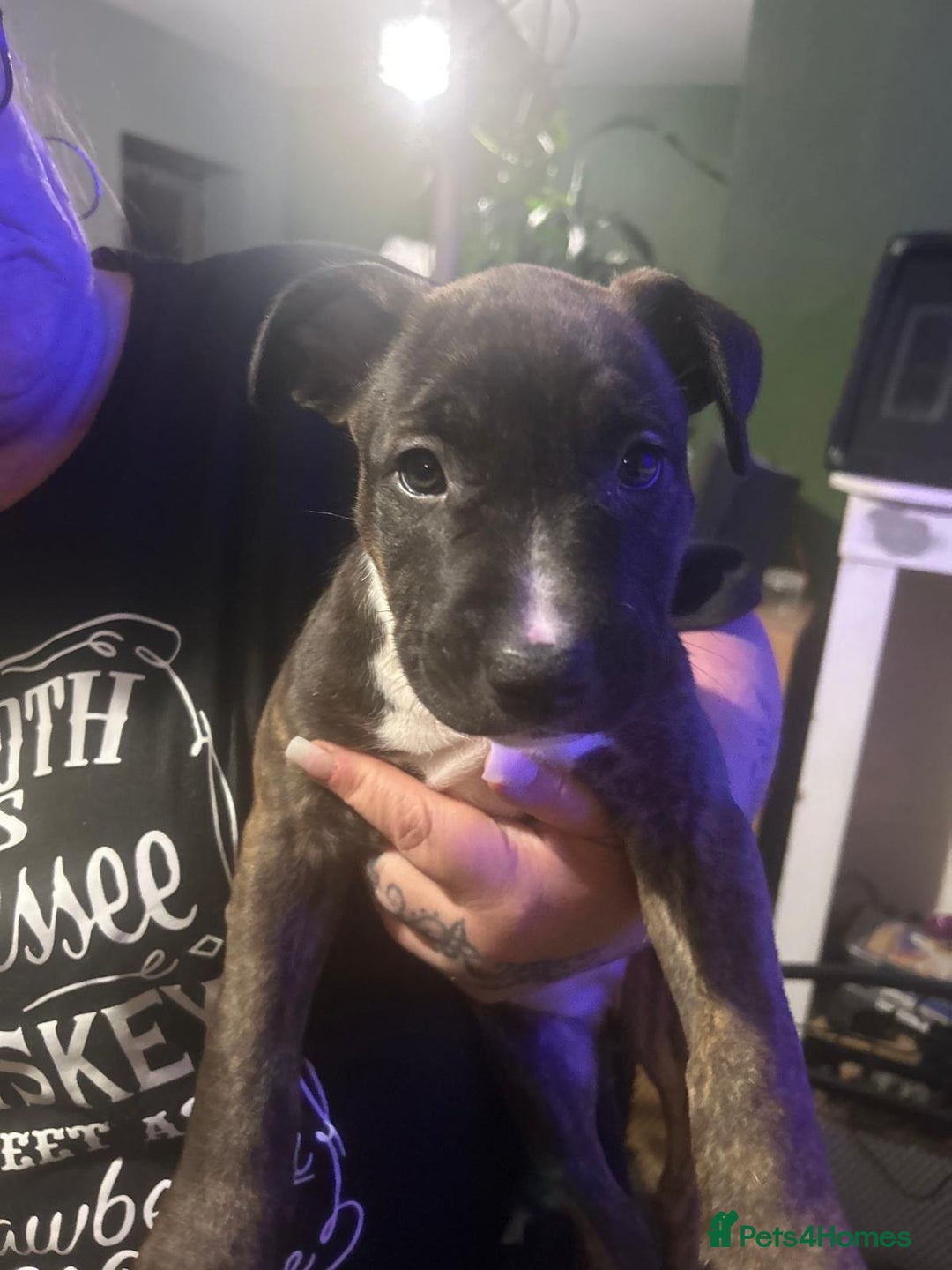 Mixed Breed dogs for sale: puppies of an english bull terrier/America bulldog - Image 2