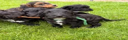 Cockapoo dogs for sale: Beautiful cockerpoo puppies  - Advert 24