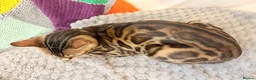 Bengal cats for sale: Friendly & Sociable Bengal Male Kitten  in London - Advert 6