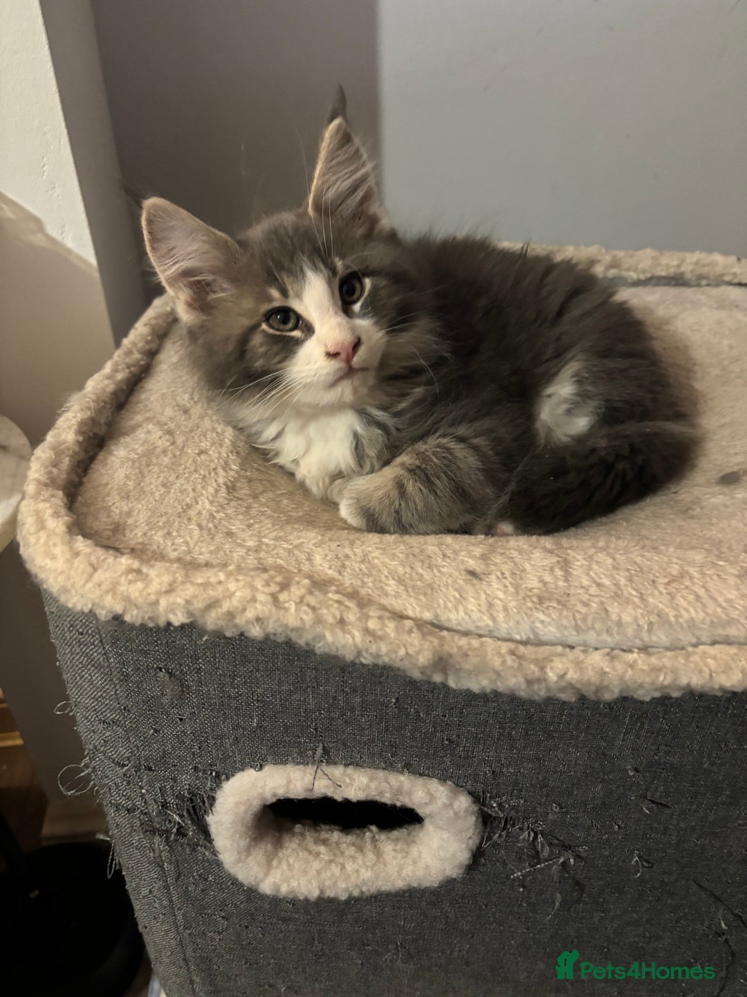 Maine Coon cats for sale: Last litter registered Maine coon kittens  - Advert 8