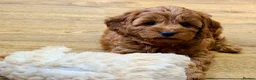 Cavapoo dogs for sale: Extensively health tested Toy F1 Cavapoo puppies - Advert 3