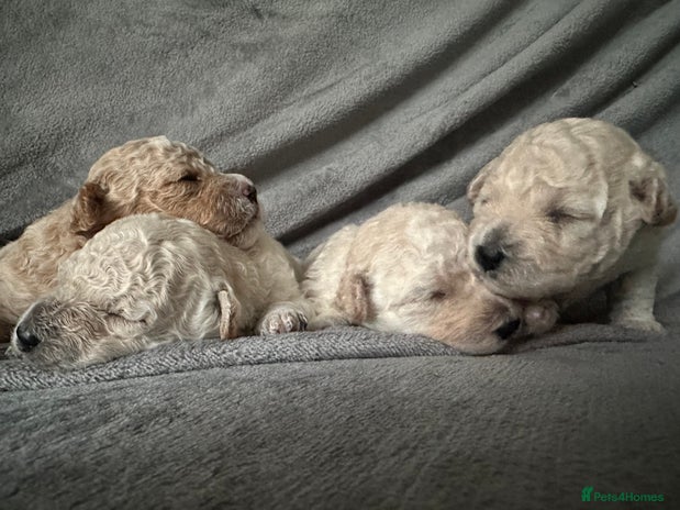 Bichon Frise dogs - Advert 10