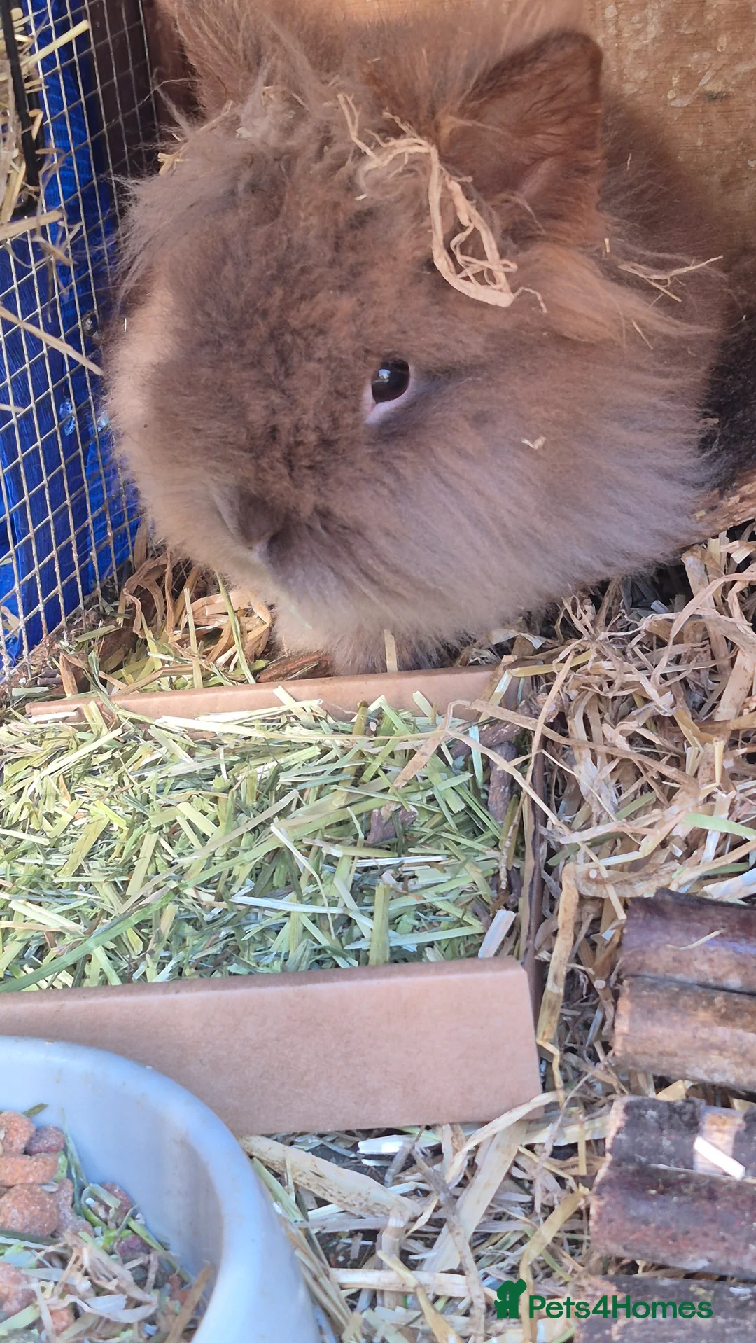 Mixed Breed rabbits for sale: Bonded pair of male rabbits - Advert 4